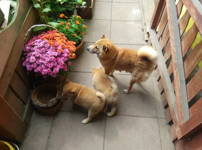 Schiba inu