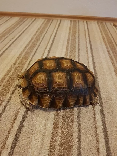 želva ostruhatá - prodej/výměna