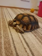 želva ostruhatá - prodej/výměna