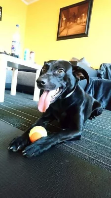 kříženec k darování