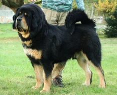 Tibetská doga štěňata s PP 2019/20