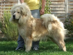 Tibetská doga štěňata s PP 2019/20