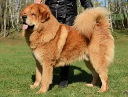 Tibetská doga štěňata s PP 2019/20