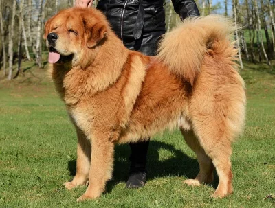 Tibetská doga štěňata s PP 2019/20