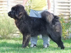 Tibetská doga štěňata s PP 2019/20