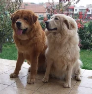 Tibetská doga štěňata s PP 2019/20