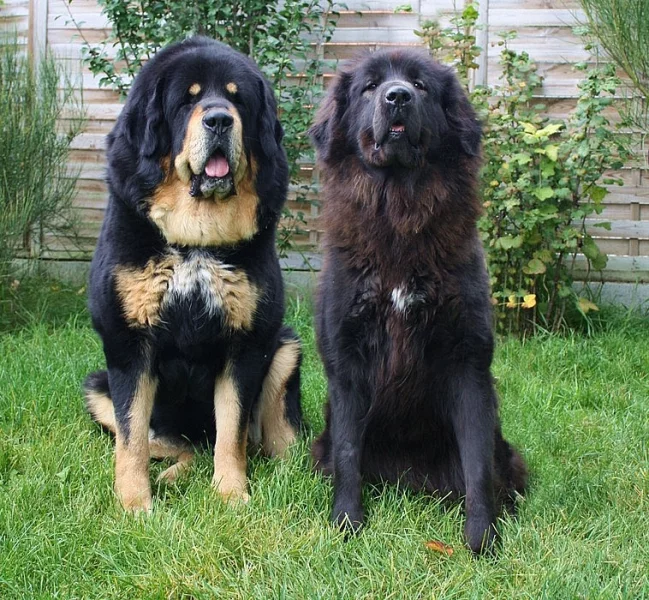 Tibetská doga štěňata s PP 2019/20