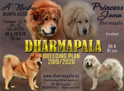 Tibetská doga štěňata s PP 2019/20
