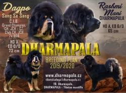Tibetská doga štěňata s PP 2019/20