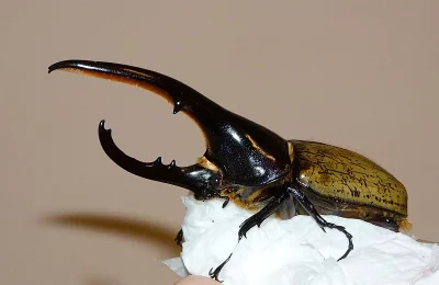 Dynastes hercules occidentalis