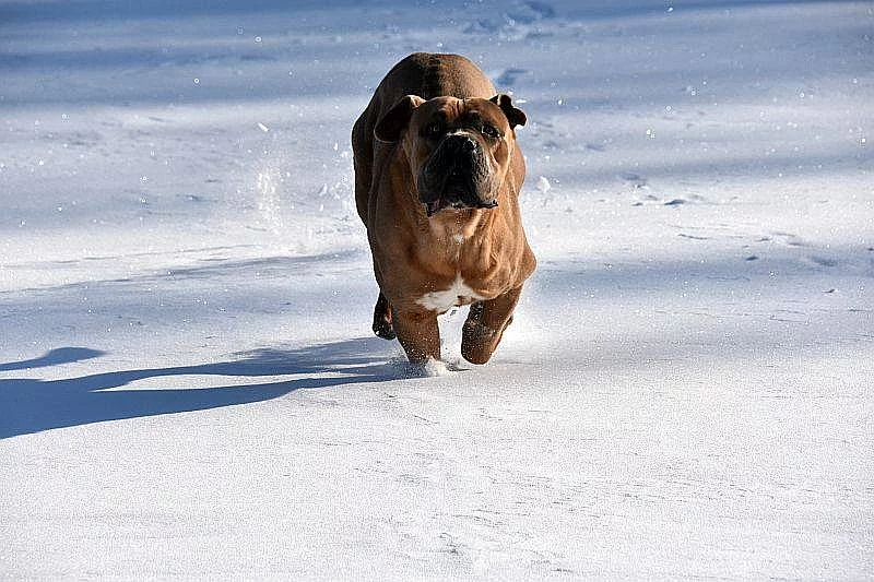 Zlatá štěňátka Cane Corso