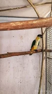 Ara ararauna, Amazonek, Amazoňan, Alexandr