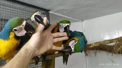 Ara ararauna, Amazonek, Amazoňan, Alexandr