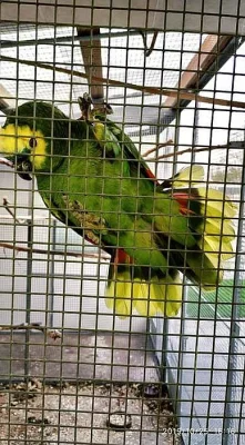 Ara ararauna, Amazonek, Amazoňan, Alexandr