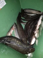 Tržní i násadové dravé ryby - štika, okoun