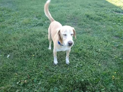 Daruji psa do dobrých rukou