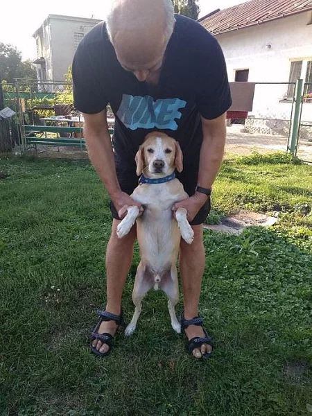 Daruji psa do dobrých rukou