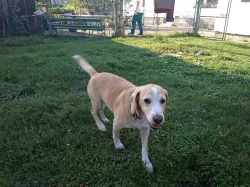 Daruji psa do dobrých rukou