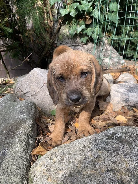 Prodám štěňata Štýrského brakýře s PP, očipovaná