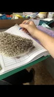 Ježek bělobřichý 1,5 roku