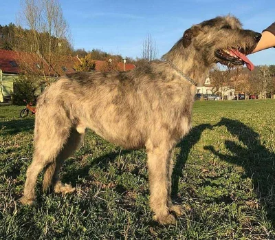 Irský vlkodav
