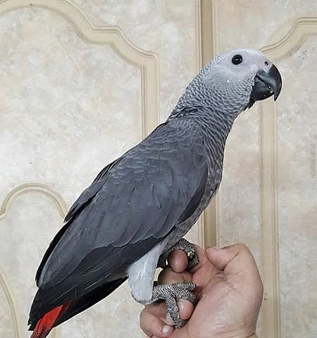 Žako Kongo - pár