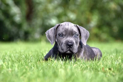 Super cena!! Modrá štěňátka Cane Corso