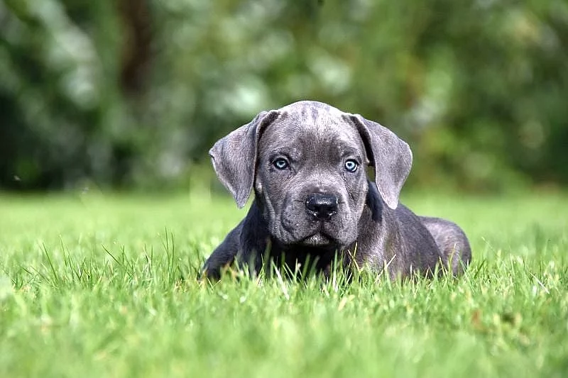 Super cena!! Modrá štěňátka Cane Corso