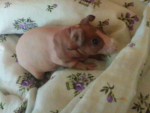 Skinny morče