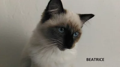 Koťátka ragdoll s PP...