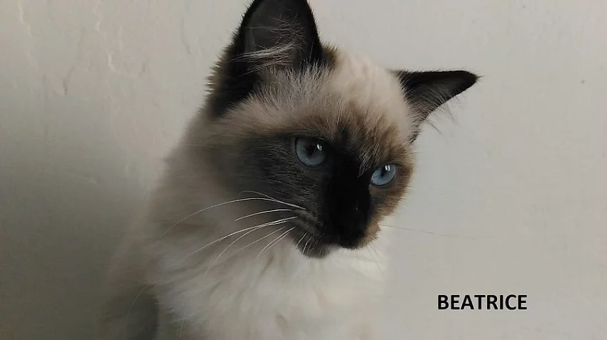 Koťátka ragdoll s PP...