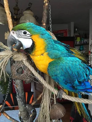 Ara ararauna