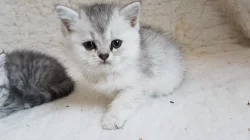 Britská stříbřitá koťátka bez PP