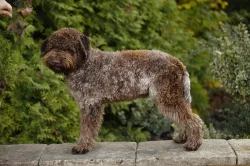 Predám psa Lagotto Romagnolo