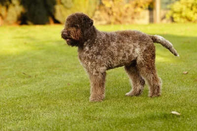 Predám psa Lagotto Romagnolo
