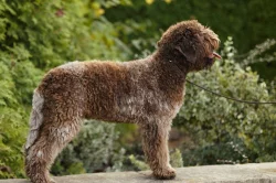 Predám psa Lagotto Romagnolo