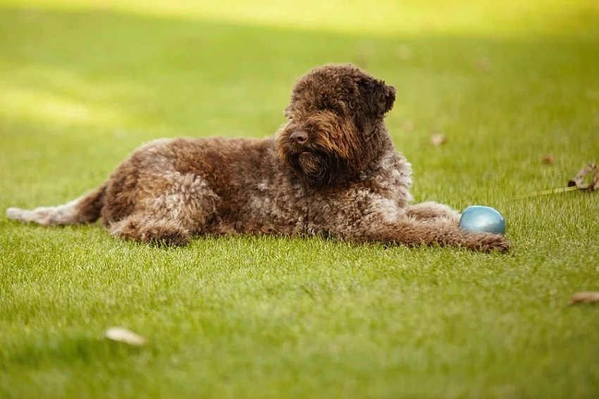 Predám psa Lagotto Romagnolo