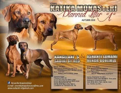 Rhodéský Ridgeback štěňátka s PP/ FCI