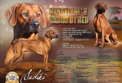 Rhodéský Ridgeback štěňátka s PP/ FCI