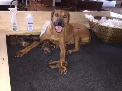 Rhodéský Ridgeback štěňátka s PP/ FCI