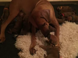 Rhodéský Ridgeback štěňátka s PP/ FCI