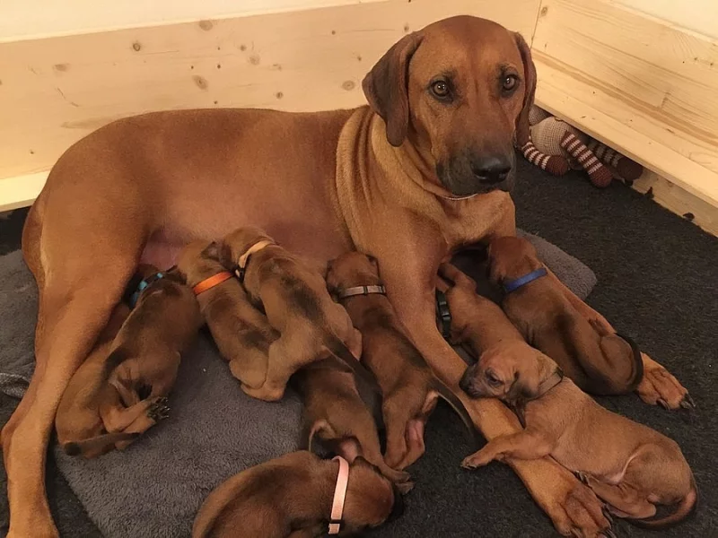 Rhodéský Ridgeback štěňátka s PP/ FCI
