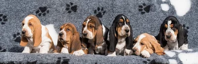 Basset hound s PP
