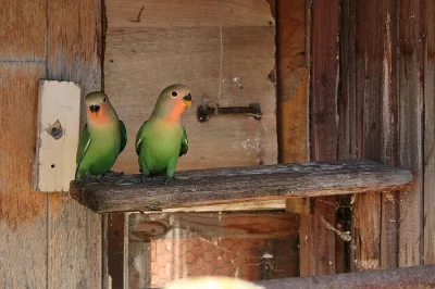Agapornis růžohrdlý.