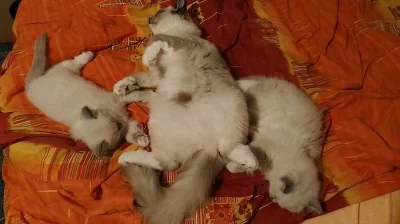 Koťátka ragdoll s PP....