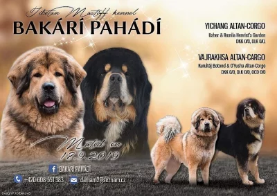 Štěňátka tibetské dogy s PP