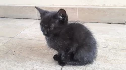 daruji mazlivá koťátka