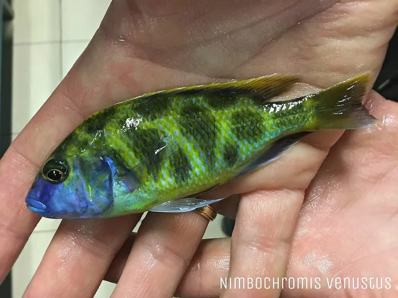 Navštivte odchovnu afrických cichlid