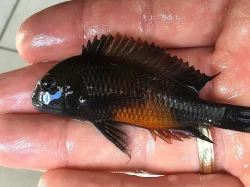 Navštivte odchovnu afrických cichlid