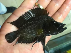 Navštivte odchovnu afrických cichlid